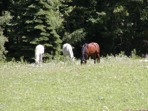 Arabian Horse Inn Sudbury ภายนอก รูปภาพ