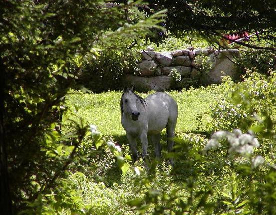 Arabian Horse Inn Sudbury ภายนอก รูปภาพ